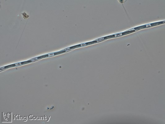 Photo of Pseudo-nitzschia spp. (large-celled)